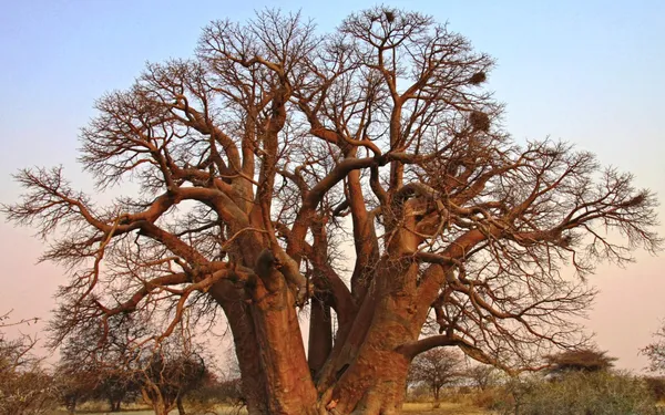 African_Rare_Baobab_Seeds_Pack_Of_15_Seeds_Bonsai_Suitable_High_Quality_Seeds_Default_Title