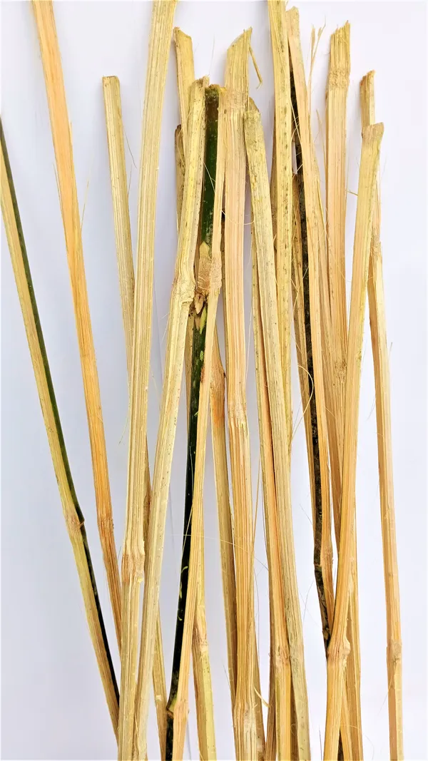 Bamboo_Sticks_For_Plants_Support_Set_Of_20_Sticks_Size_3ft_Used_To_Support_Climbers_Money_Plant_Other_Saplings_Default_Title