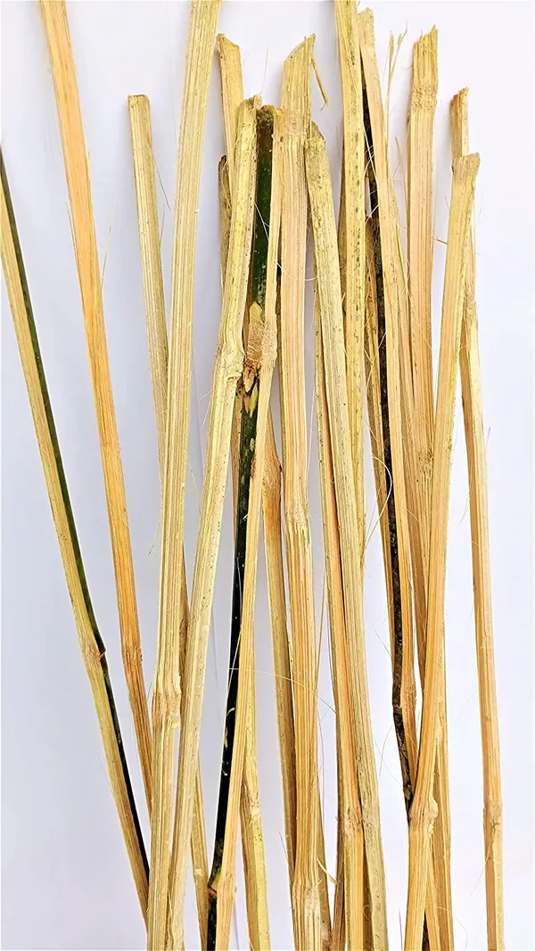 Bamboo_Sticks_For_Plants_Support_Set_Of_20_Sticks_Size_3ft_Used_To_Support_Climbers_Money_Plant_Other_Saplings_Default_Title