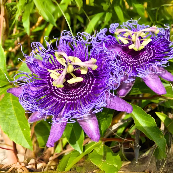 Green_Paradise_Passionflower_Live_Plant_Default_Title