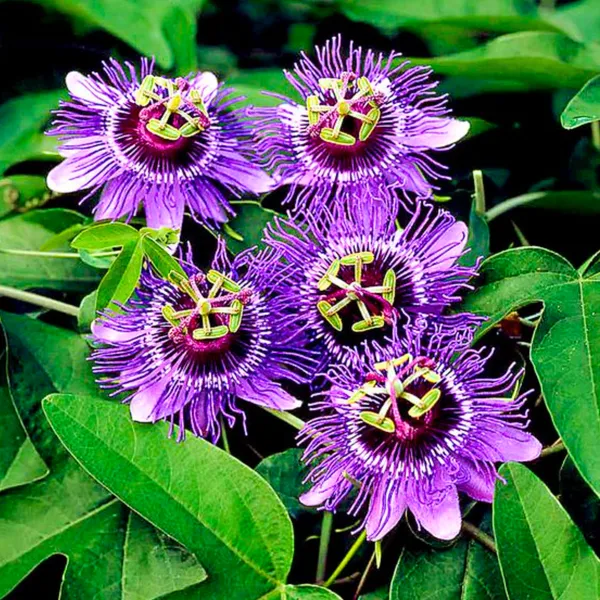 Green_Paradise_Passionflower_Live_Plant_Default_Title