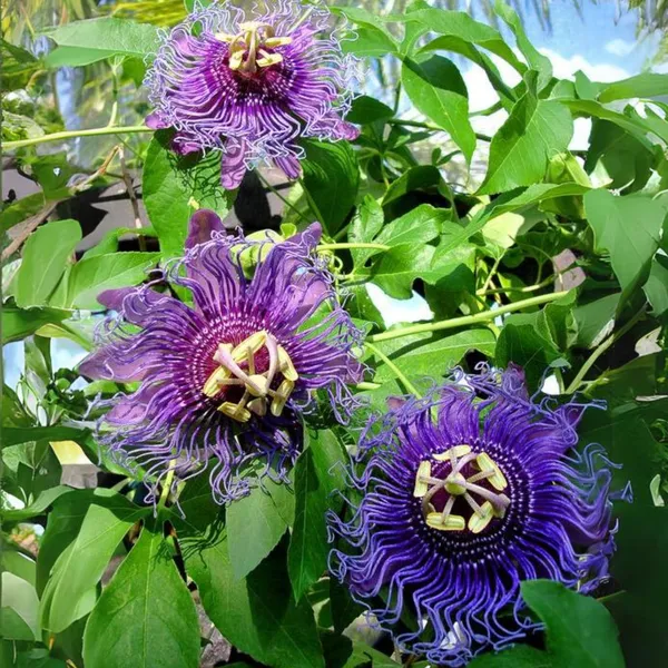 Green_Paradise_Passionflower_Live_Plant_Default_Title