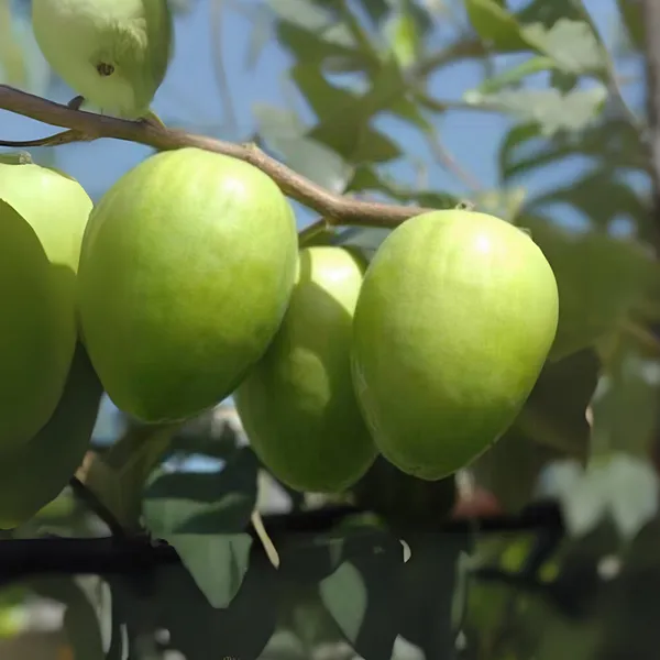 Sweet_Apple_Ber_Live_Plant_Grafted_For_Early_And_Year_Round_Fruting_Live_Healthy_Plant_In_A_Polybag_Default_Title