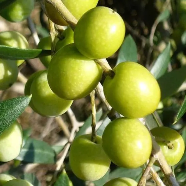 Sweet_Apple_Ber_Live_Plant_Grafted_For_Early_And_Year_Round_Fruting_Live_Healthy_Plant_In_A_Polybag_Default_Title