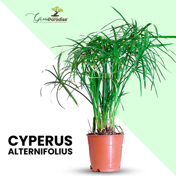 Cyperus_Alternifolius_Indoor_Live_Plant_Default_Title