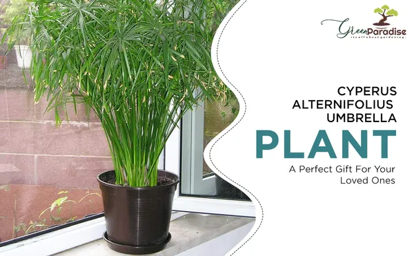 Cyperus_Alternifolius_Indoor_Live_Plant_Default_Title
