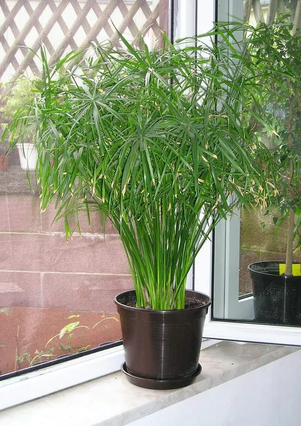 Cyperus_Alternifolius_Indoor_Live_Plant_Default_Title