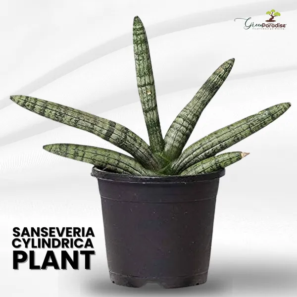 Sansevieria_Cylindrica_Live_Airpurifier_Indoor_Plant_With_A_Beautiful_Pot_Default_Title