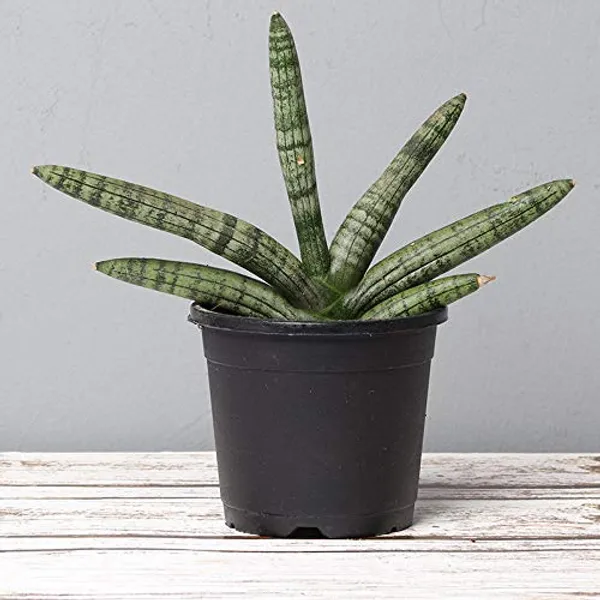 Sansevieria_Cylindrica_Live_Airpurifier_Indoor_Plant_With_A_Beautiful_Pot_Default_Title