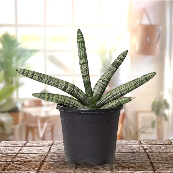 Sansevieria_Cylindrica_Live_Airpurifier_Indoor_Plant_With_A_Beautiful_Pot_Default_Title