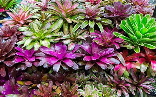 Bromeliad_Plant_Guzmania_Terrarium_Exotic_Tropical_Red_Flower_Tropical_Live_Plant_Default_Title