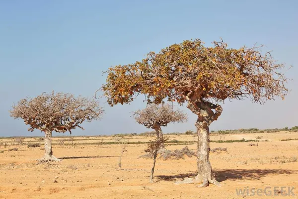 Gugal_Tree_Commiphora_Wightii_Gugal_Bonsai_Suitable_Live_Sapling_Plant_Default_Title