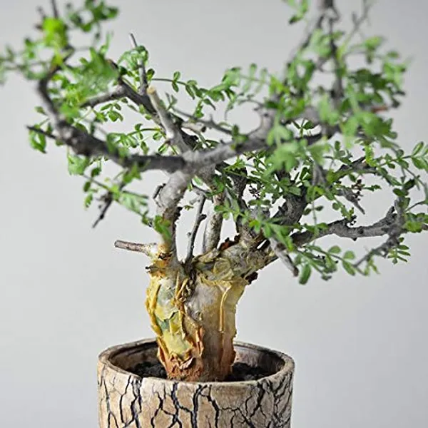 Gugal_Tree_Commiphora_Wightii_Gugal_Bonsai_Suitable_Live_Sapling_Plant_Default_Title