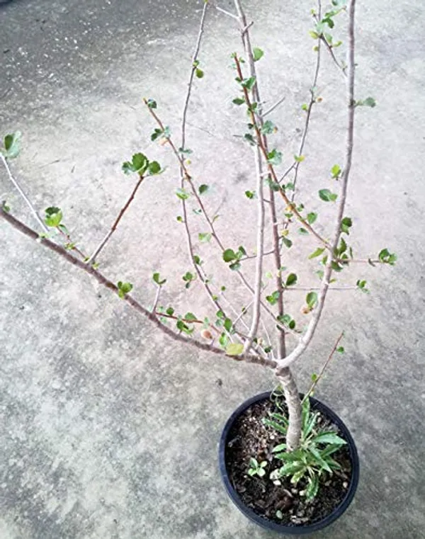 Gugal_Tree_Commiphora_Wightii_Gugal_Bonsai_Suitable_Live_Sapling_Plant_Default_Title