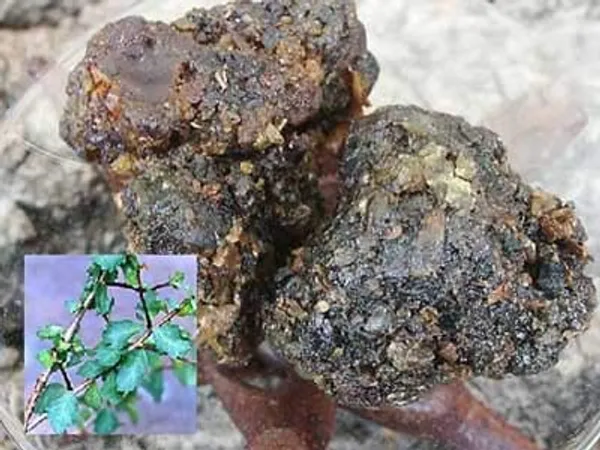 Gugal_Tree_Commiphora_Wightii_Gugal_Bonsai_Suitable_Live_Sapling_Plant_Default_Title