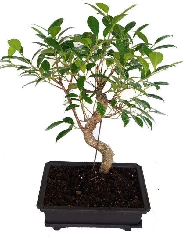 Ficus_Microcarpa_Bonsai_Suitable_Live_Plant_Default_Title