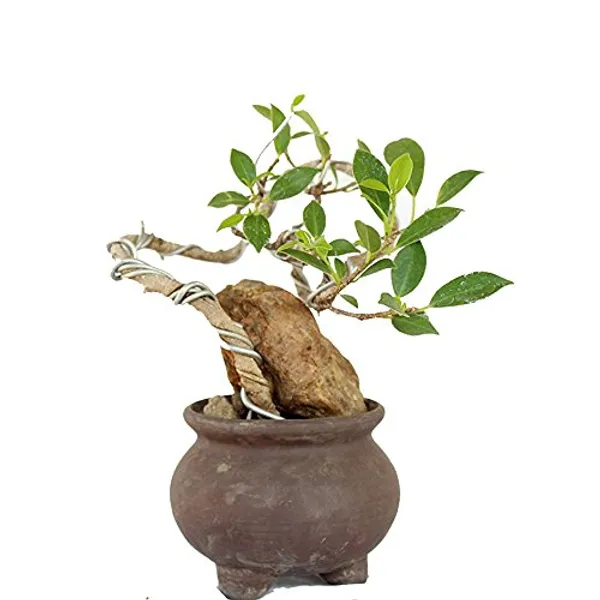 Ficus_Microcarpa_Bonsai_Suitable_Live_Plant_Default_Title