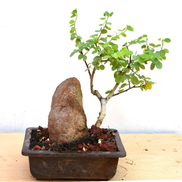 Mini_Bahunia_Bonsai_Live_Plant_Default_Title