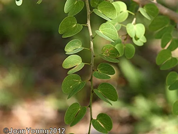 Mini_Bahunia_Bonsai_Live_Plant_Default_Title