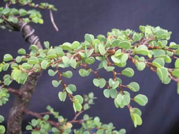Mini_Bahunia_Bonsai_Live_Plant_Default_Title