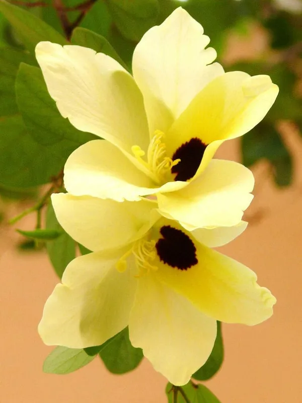 Mini_Bahunia_Bonsai_Live_Plant_Default_Title