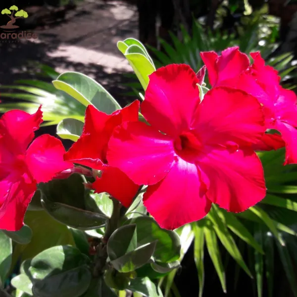 Red_Adenium_Obesum_Live_Plant_With_Pot_Default_Title