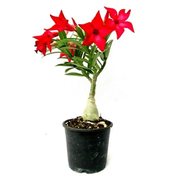 Red_Adenium_Obesum_Live_Plant_With_Pot_Default_Title