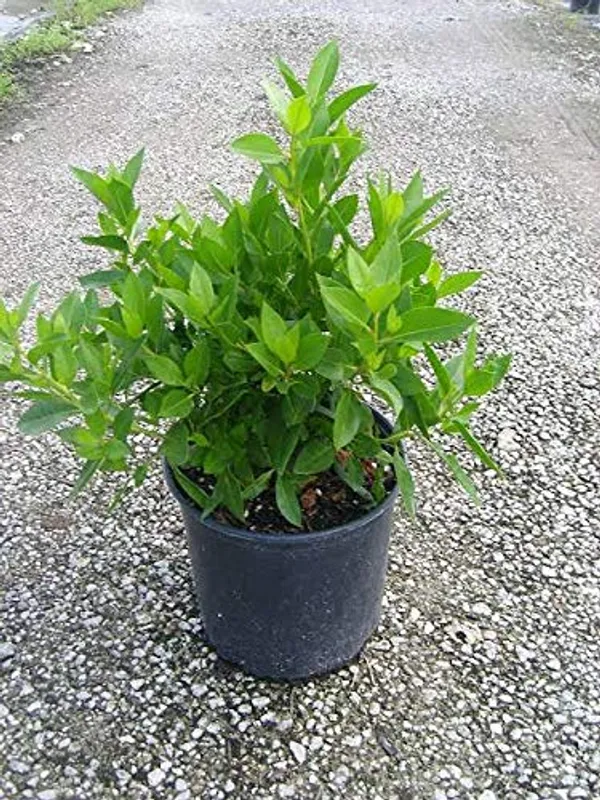 Conocarpus_Button_Wood_Live_Plant_With_Polybag_For_Bonsai_Trainning_Topiary_Making_And_Fast_Hedging_Live_Healthy_Sapling_Plant_Default_Title