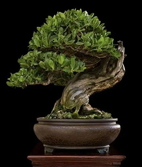 Conocarpus_Button_Wood_Live_Plant_With_Polybag_For_Bonsai_Trainning_Topiary_Making_And_Fast_Hedging_Live_Healthy_Sapling_Plant_Default_Title