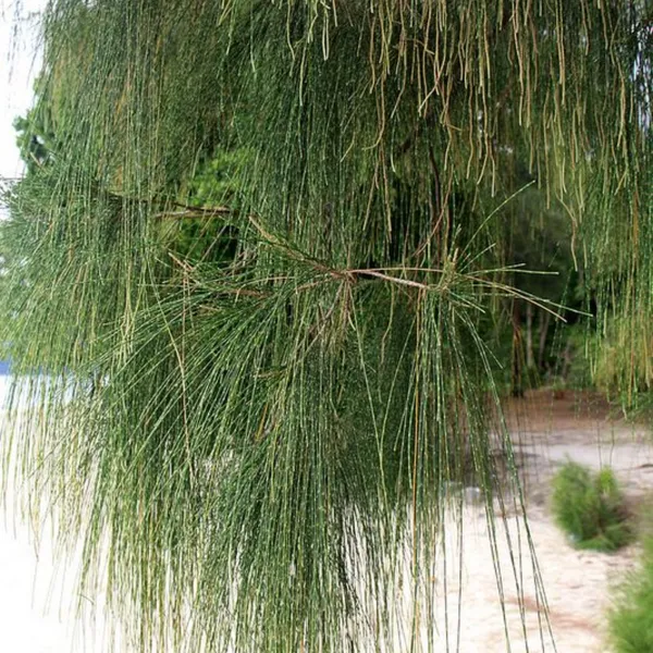 Casuarina_Live_Small_Sapling_Plant_For_Bonsai_And_Topiary_30_Cm_Sapling_Healthy_Live_Plant_Default_Title