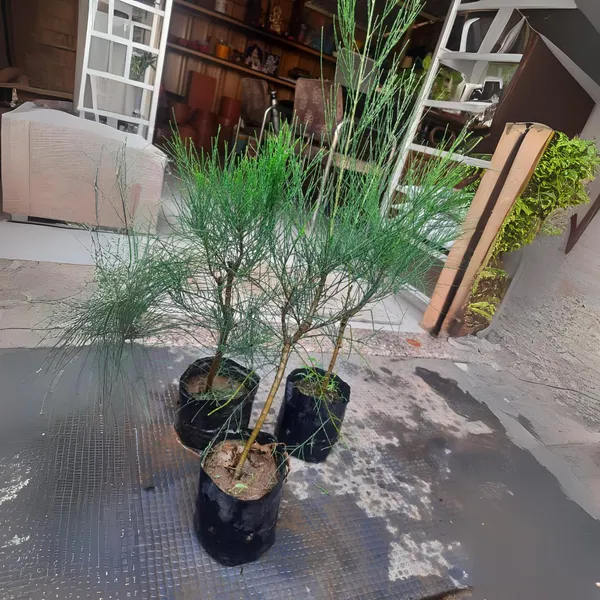 Casuarina_Live_Small_Sapling_Plant_For_Bonsai_And_Topiary_30_Cm_Sapling_Healthy_Live_Plant_Default_Title