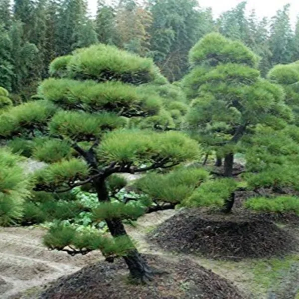 Casuarina_Live_Small_Sapling_Plant_For_Bonsai_And_Topiary_30_Cm_Sapling_Healthy_Live_Plant_Default_Title