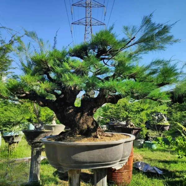 Casuarina_Live_Small_Sapling_Plant_For_Bonsai_And_Topiary_30_Cm_Sapling_Healthy_Live_Plant_Default_Title