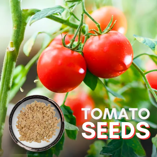 Green_Paradise_Desi_Tomato_Seeds_Default_Title