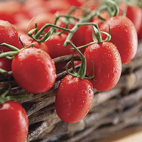 Green_Paradise_Desi_Tomato_Seeds_Default_Title