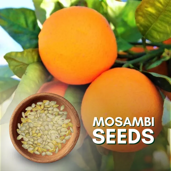 Green_Paradise_Sweet_Lemon_Mosambi_Seeds_Suitable_For_Bonsai_Pack_Of_10_Seeds_With_Free_Media_Mannure_For_Sowing_Seeds_Default_Title