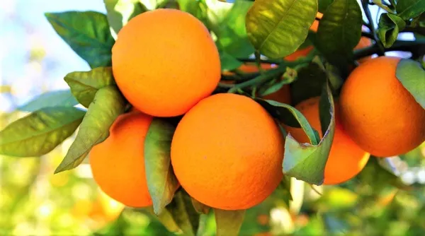 Green_Paradise_Sweet_Lemon_Mosambi_Seeds_Suitable_For_Bonsai_Pack_Of_10_Seeds_With_Free_Media_Mannure_For_Sowing_Seeds_Default_Title
