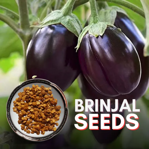 Green_Paradise_Brinjal_Seeds_Default_Title