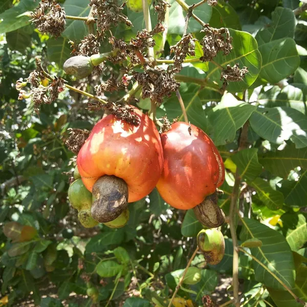 Cashew_Nut_Live_Plant_Kaju_Live_Plant_Default_Title