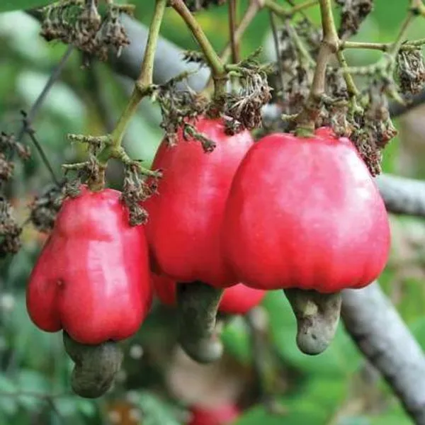 Cashew_Nut_Live_Plant_Kaju_Live_Plant_Default_Title