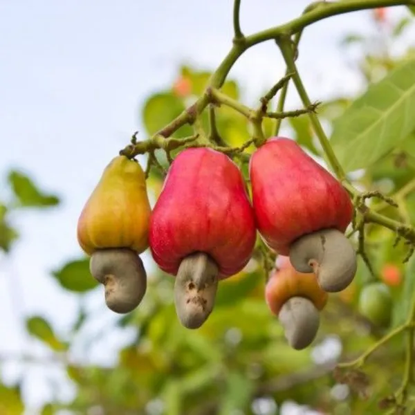 Cashew_Nut_Live_Plant_Kaju_Live_Plant_Default_Title
