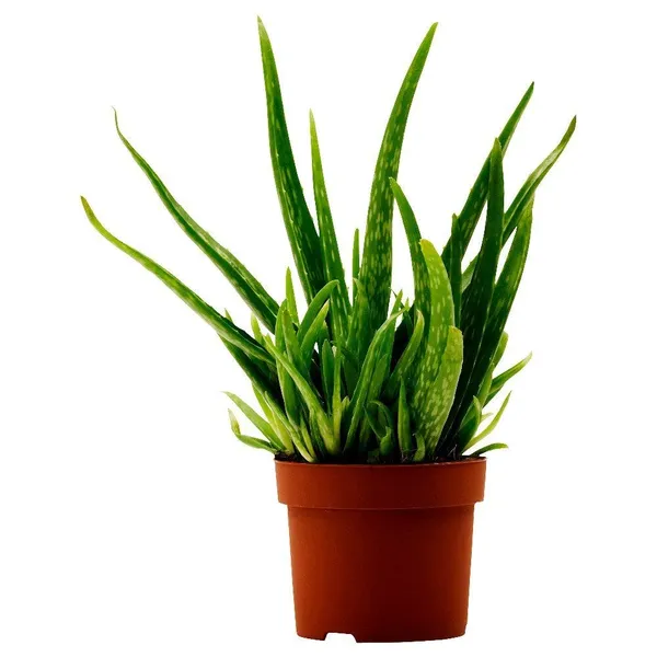 Aloe_Vera_Plant_Default_Title