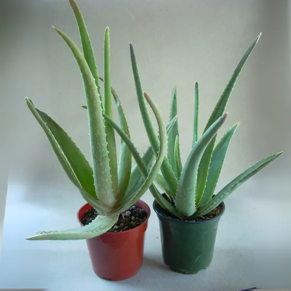 Aloe_Vera_Plant_Default_Title