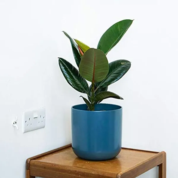 Rubber_Plant_Live_Sapling_Plant_Default_Title
