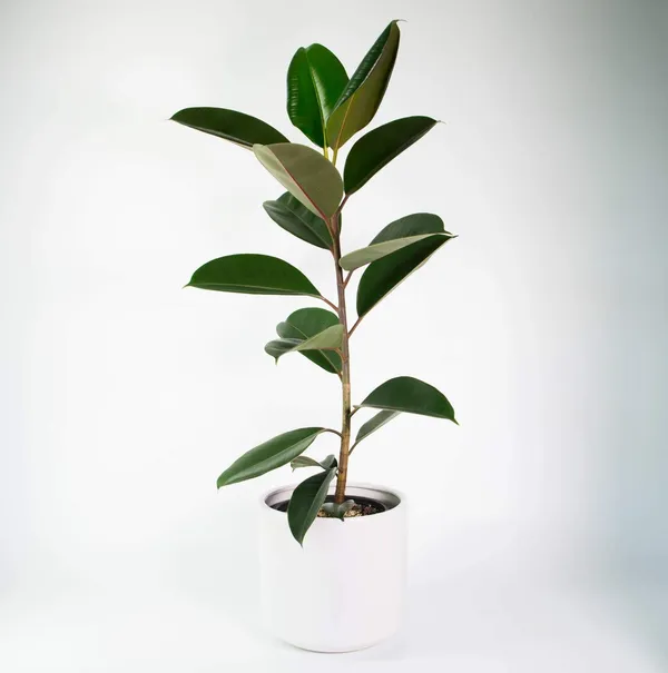 Rubber_Plant_Live_Sapling_Plant_Default_Title