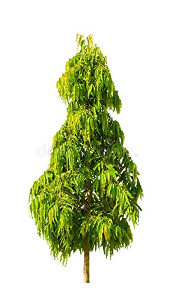 Holy_Ashopalav_Tree_Ashoka_Tree_Live_Healthy_Sapling_Plant_Default_Title
