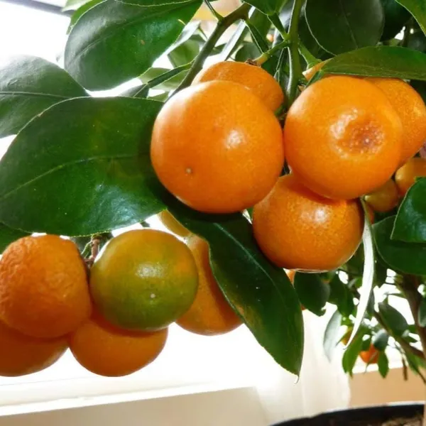 Mini_Oranges_Live_Plant_Default_Title