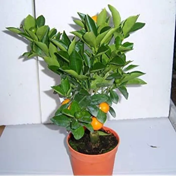 Mini_Oranges_Live_Plant_Default_Title