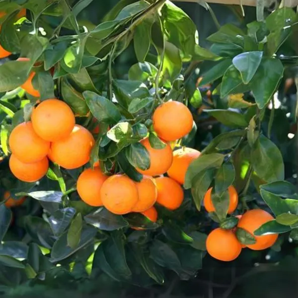 Mini_Oranges_Live_Plant_Default_Title