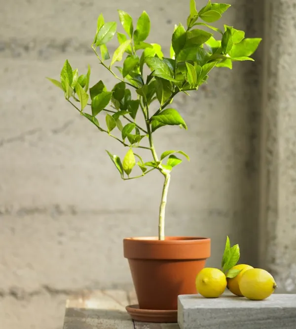 Sharbati_Lemon_Plant_Air_Layered_Plant_Fast_Fruiting_Lemon_Plant_Live_Plant_Default_Title